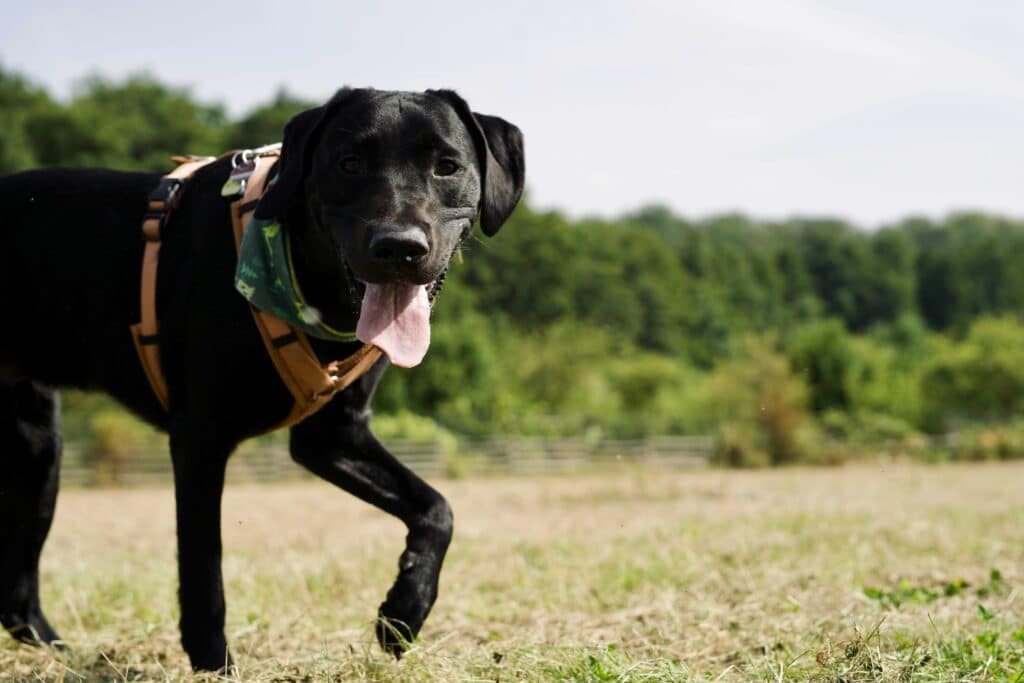 Comment enseigner les bases de l'obéissance canine ?