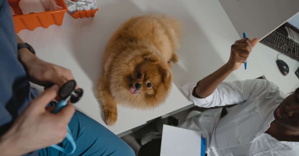 Wie finden Sie den besten Tierarzt in Nizza, der sich um Ihr Haustier kümmert?