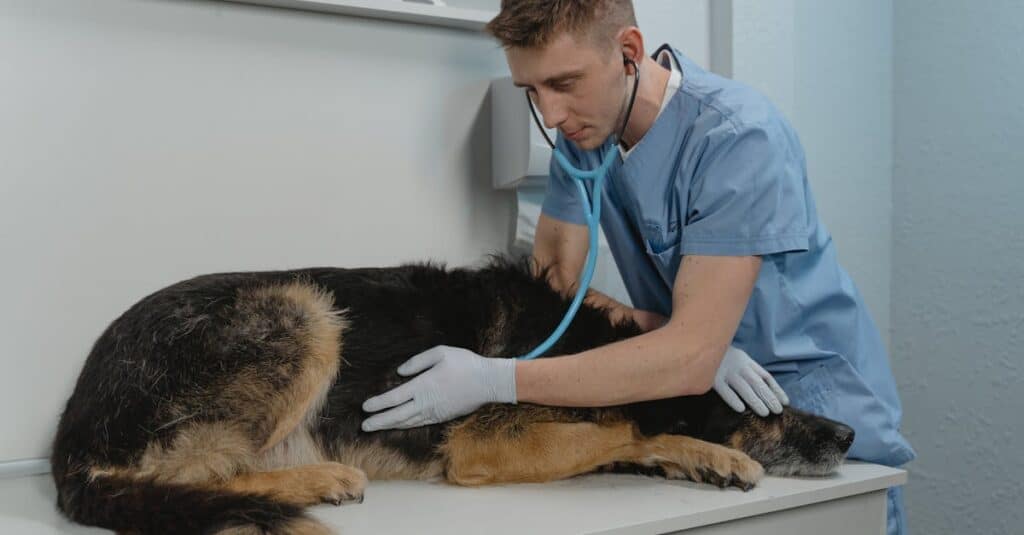 découvrez tout sur les vétérinaires, leurs services, soins et conseils pour animaux de compagnie, dans l'univers de la médecine vétérinaire.