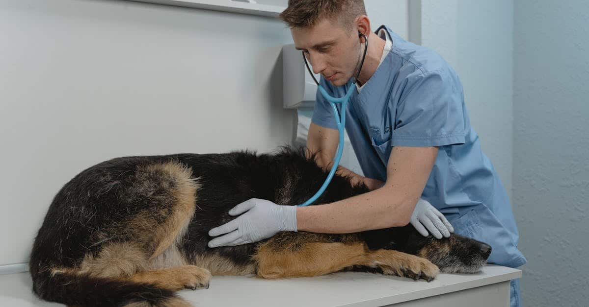 Was müssen Sie wirklich wissen, bevor Sie Tierarzt werden?