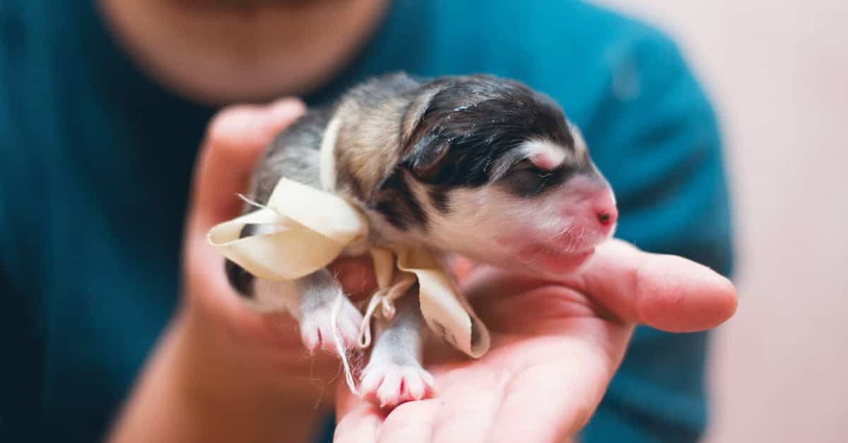 Wie revolutionieren Straßburger Tierärzte die Tierpflege?