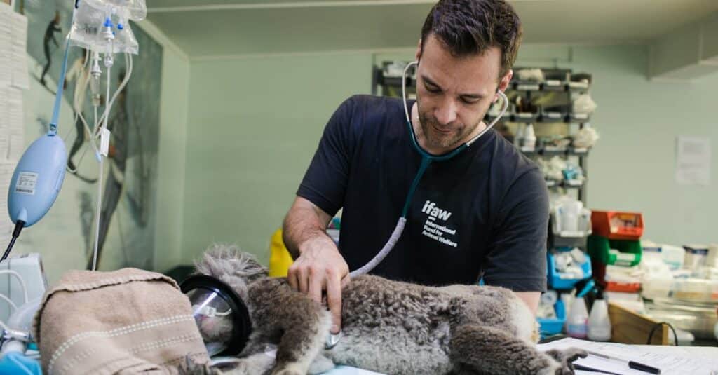 découvrez les services vétérinaires de qualité pour le bien-être de vos animaux. notre équipe d'experts passionnés est là pour offrir des soins attentionnés, des consultations préventives et des traitements adaptés à chaque besoin. assurez la santé de vos compagnons à quatre pattes avec notre clinique vétérinaire.