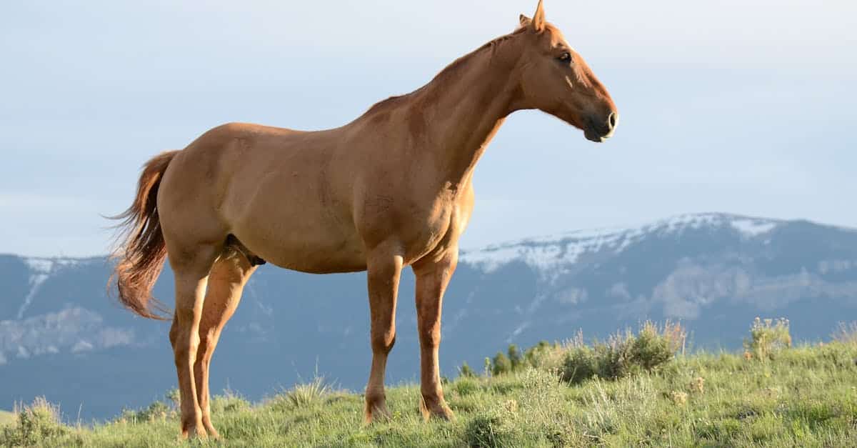 At veterineri: Atınızı tüm yıl boyunca mükemmel durumda tutmanın sırrı?