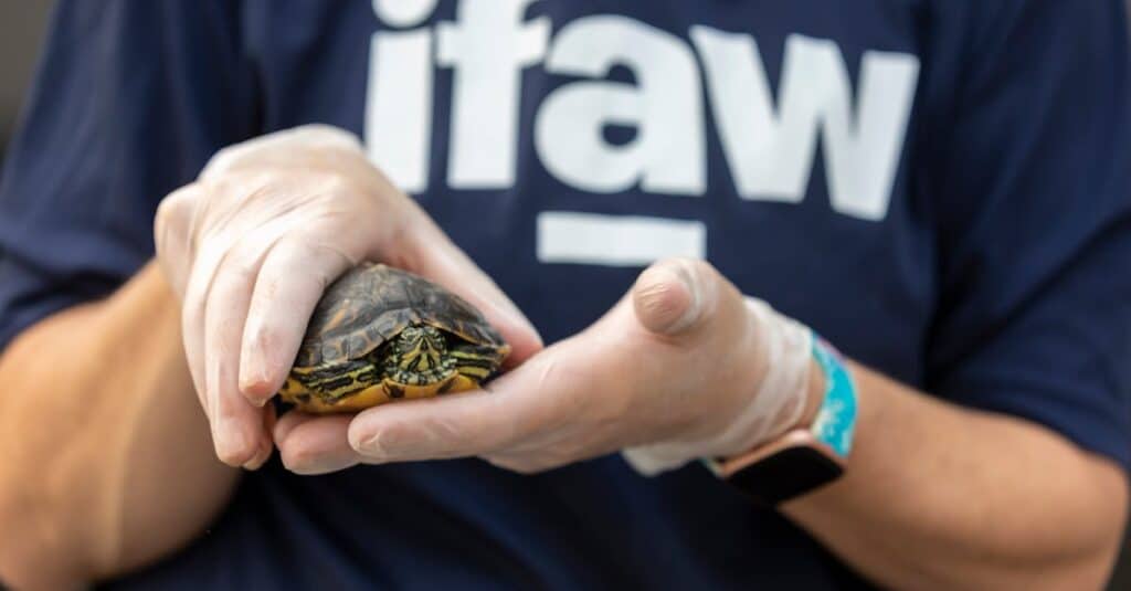 découvrez nos services vétérinaires de qualité pour le bien-être de vos animaux de compagnie. notre équipe de vétérinaires expérimentés est dédiée à fournir des soins attentifs et adaptés à chaque besoin. prenez soin de la santé de votre fidèle compagnon dès aujourd'hui !