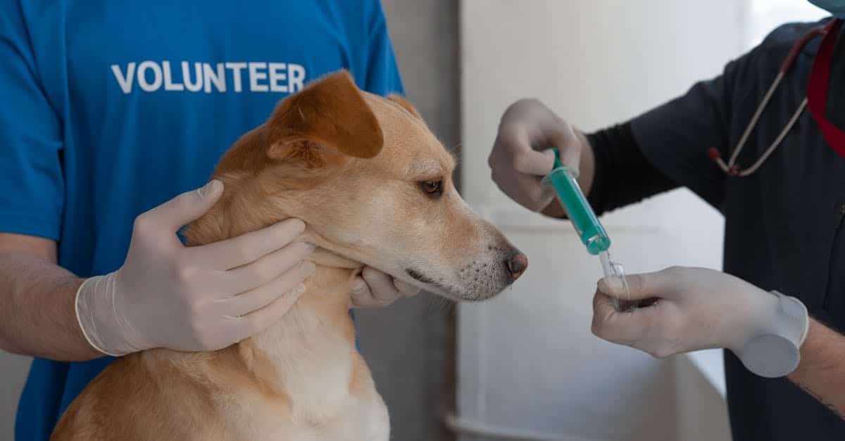 Your veterinarian in Tourcoing: the secret to animals in great shape?