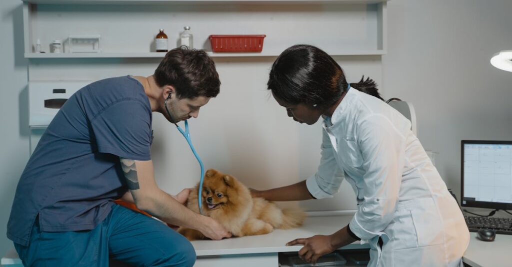 découvrez des vétérinaires qualifiés et passionnés qui prennent soin de la santé de vos animaux de compagnie. obtenez des conseils, des consultations et des traitements adaptés à leurs besoins.