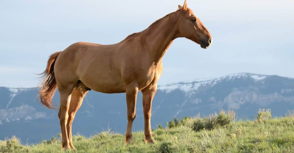 découvrez l'expertise de notre vétérinaire équin, spécialisé dans les soins et la santé des chevaux. profitez de services de consultation, de prévention et de traitements adaptés pour garantir le bien-être de votre équidé.