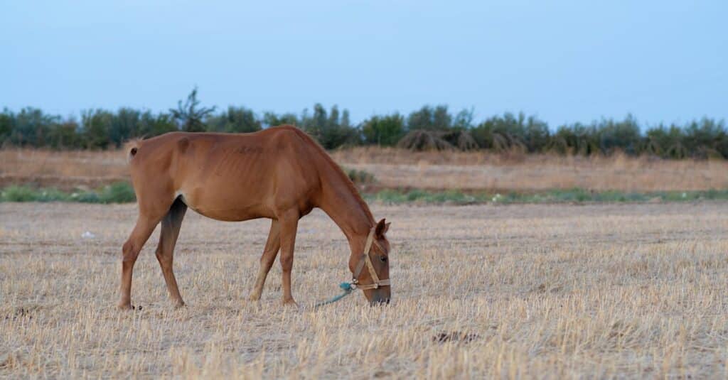 découvrez des soins vétérinaires spécialisés pour les chevaux avec notre équipe d'experts équins. nous offrons des services complets pour assurer la santé et le bien-être de votre équidé.