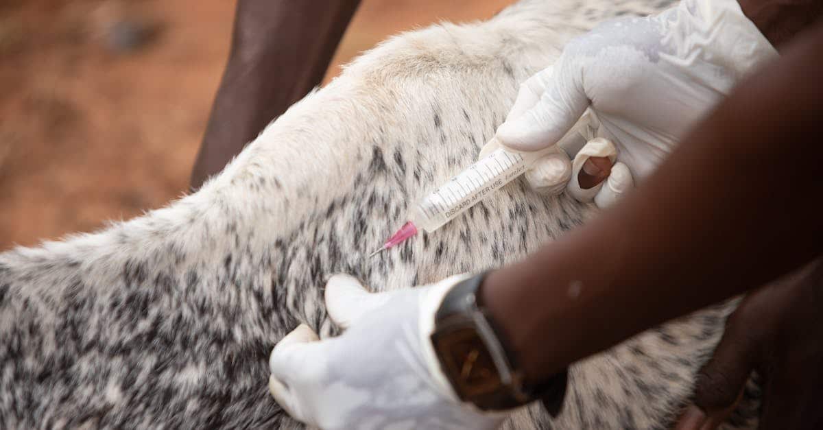 Bourges’deki bu veterinerin hayvanları kurtarmak için neler yaptığına inanamayacaksınız!